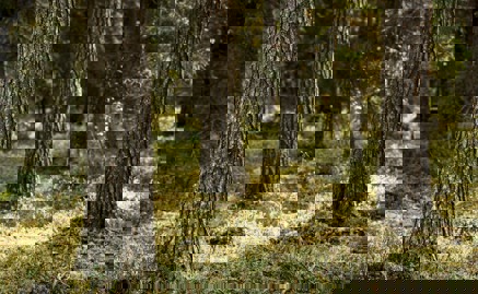 Tre tallstammar i solljus.