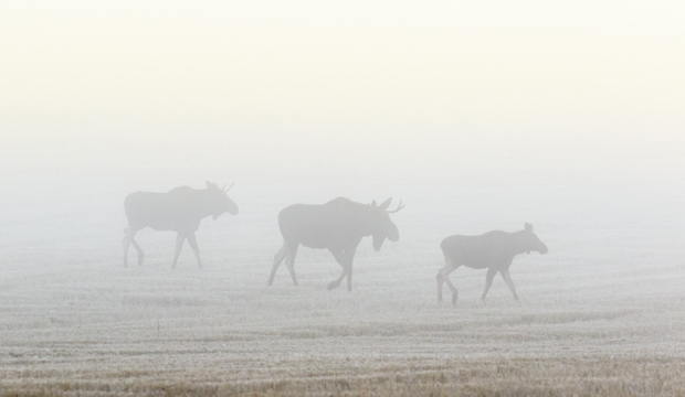 Tre älgar går på en äng en dimmig höstmorgon.