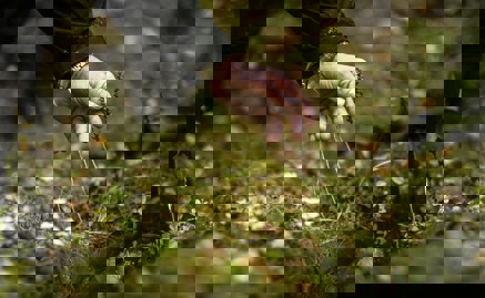 Hand rör vid växt.