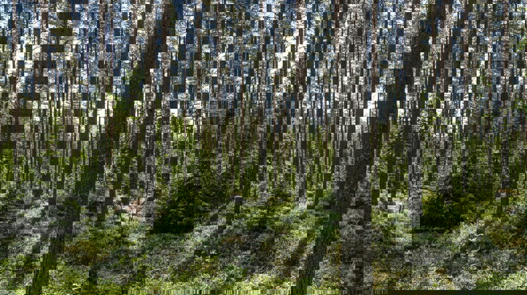 Skogslandskap på sommaren.