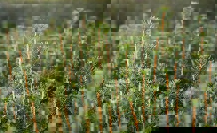 Granplantor i närbild.