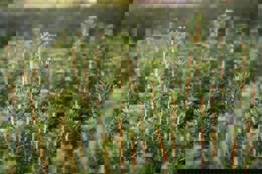 Granplantor i närbild.