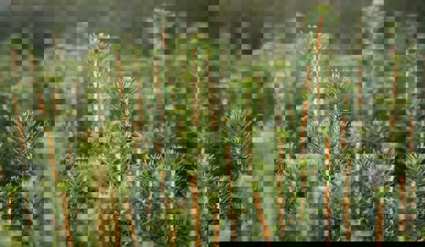 Granplantor i närbild.