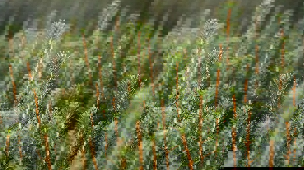 Granplantor i närbild.