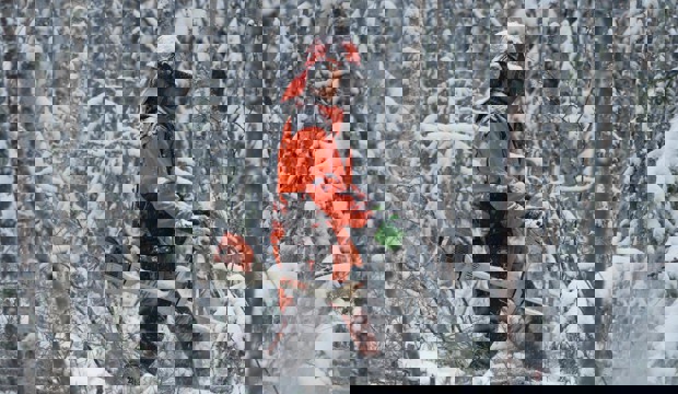 Person i orange skyddsutrustning som utför röjning med röjsåg i en tät, snöklädd ungskog.